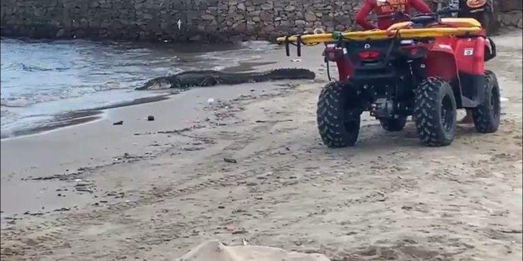 Jacaré ‘turista’ causa alvoroço na Ponta Negra. Veja o vídeo