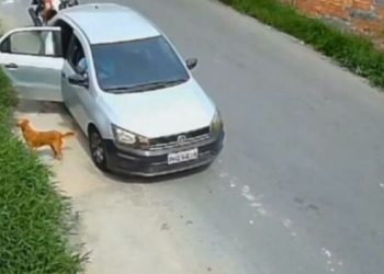 Cadela com filhotes é abandonada em área de mata