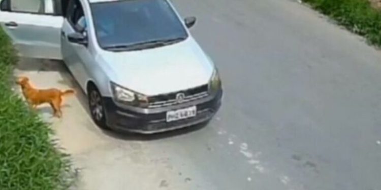 Cadela com filhotes é abandonada em área de mata