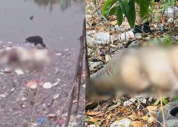 Sem cabeça, cadáver é achado boiando e sendo comido por urubu no São Jorge