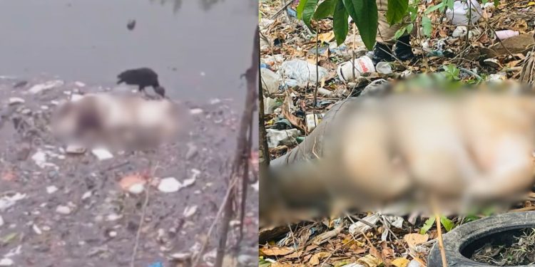 Sem cabeça, cadáver é achado boiando e sendo comido por urubu no São Jorge