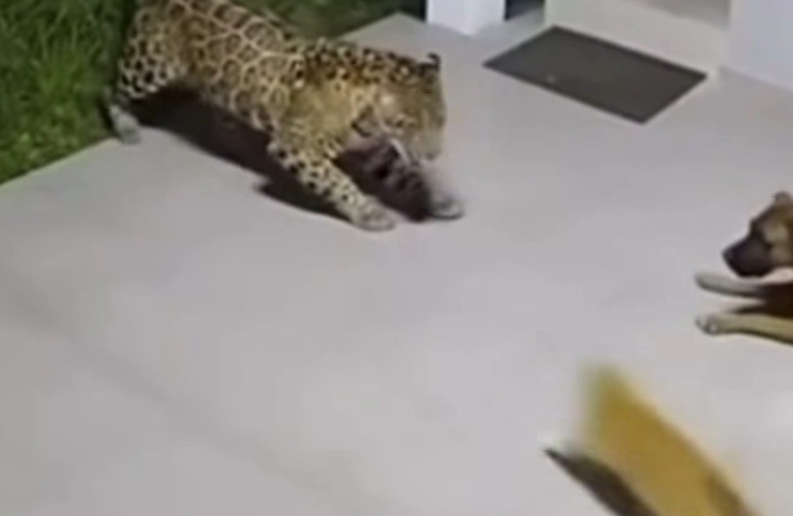 Gato bota onça para correr e evita morte de cachorro. VEJA O VÍDEO