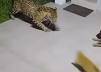 Gato bota onça para correr e evita morte de cachorro. VEJA O VÍDEO