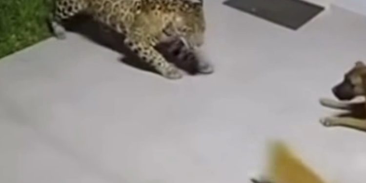 Gato bota onça para correr e evita morte de cachorro. VEJA O VÍDEO