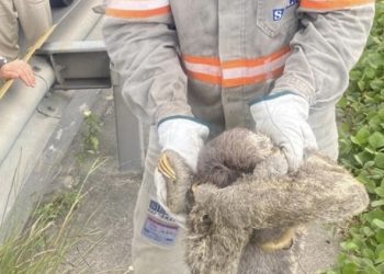 Bicho-Preguiça causa desligamento na rede elétrica e bairros ficam sem luz