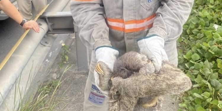 Bicho-Preguiça causa desligamento na rede elétrica e bairros ficam sem luz