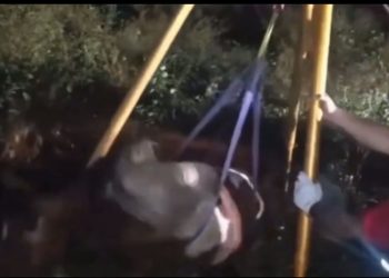 Vídeo mostra resgate tenso de cavalo que cai em fossa