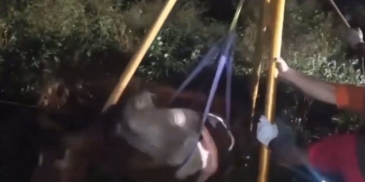 Vídeo mostra resgate tenso de cavalo que cai em fossa