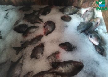 Mais de 5 toneladas de pescado ilegal são apreendidas na Feira da Panair