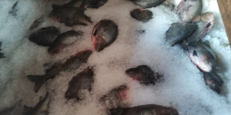 Mais de 5 toneladas de pescado ilegal são apreendidas na Feira da Panair