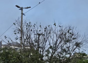 Periquitos do Rei em risco de extermínio