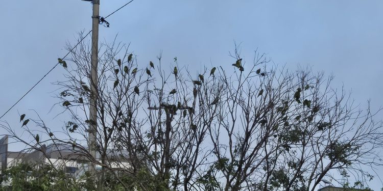 Periquitos do Rei em risco de extermínio