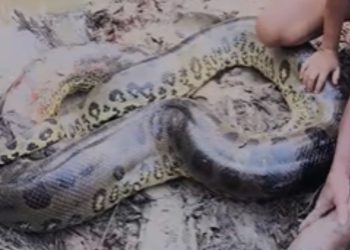 Vídeo mostra ribeirinho sendo atacado por sucuri. VEJA