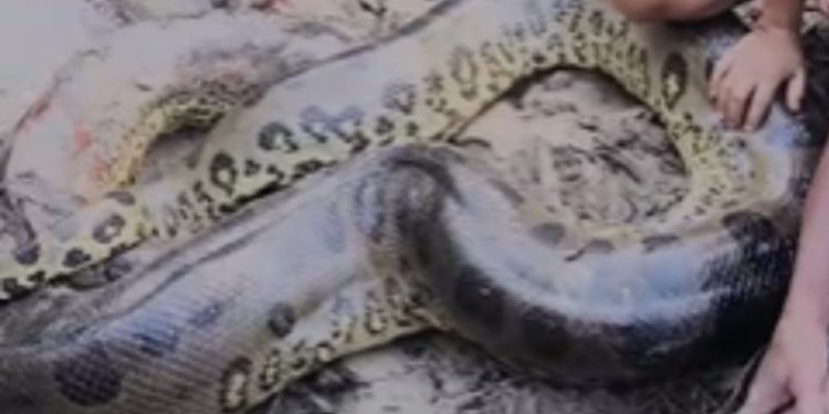 Vídeo mostra ribeirinho sendo atacado por sucuri. VEJA