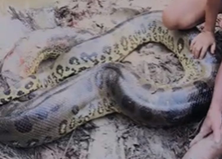 Vídeo mostra ribeirinho sendo atacado por sucuri. VEJA