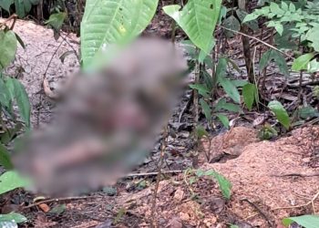 Ossada humana é encontrada em ramal no interior do Amazonas