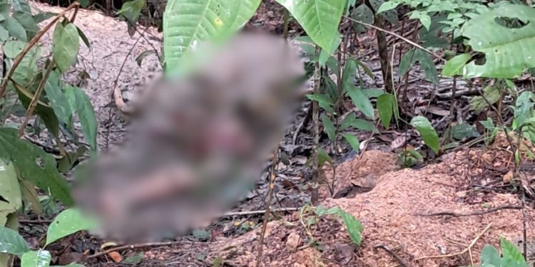 Ossada humana é encontrada em ramal no interior do Amazonas