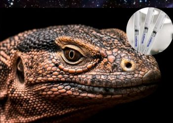 REPTLIANOS – A origem do Mounjaro