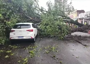 Após temporal, árvore cai sobre veículo no Centro de Manaus