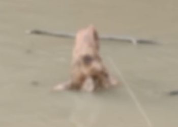 VÍDEO FORTE. Corpo em decomposição é encontrado por moradores em igarapé