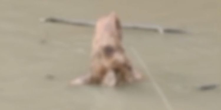 VÍDEO FORTE. Corpo em decomposição é encontrado por moradores em igarapé