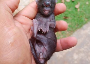 SINAL DOS TEMPOS – Gato nasce com um olho só e assusta moradores