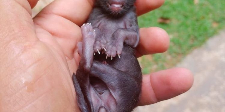 SINAL DOS TEMPOS – Gato nasce com um olho só e assusta moradores