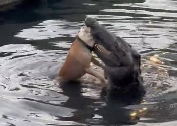 Perturbador – Crocodilos são alimentados com cachorros vivos