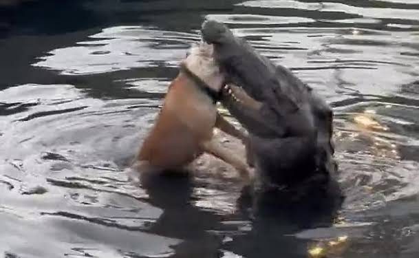 Perturbador – Crocodilos são alimentados com cachorros vivos