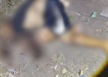 Veja: Após tiro na nuca, homem é deixado amarrado no Colônia Santo Antônio