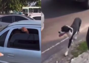 “Leve o seu cachorro”: Motoqueira se revolta e acusa homem de abandonar animal em Manaus; VÍDEO