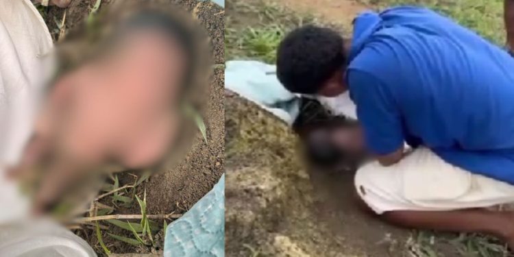 Vídeo mostra recém-nascida sendo achada chorando atrás de formigueiro em mata