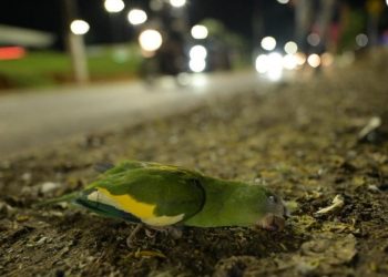 Passou o caminhão e dezenas de periquitos morreram na Av. Efigênio Salles