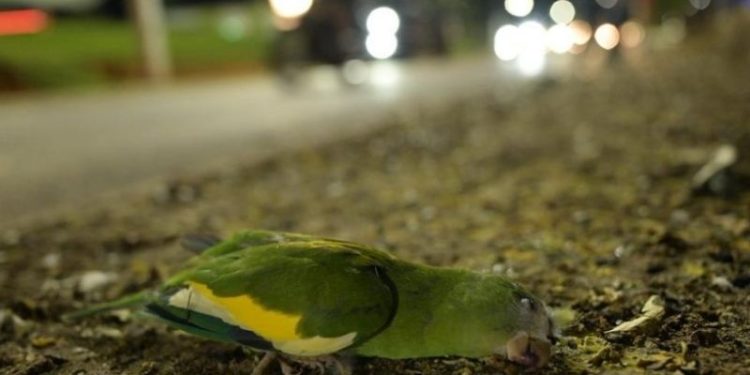 Passou o caminhão e dezenas de periquitos morreram na Av. Efigênio Salles
