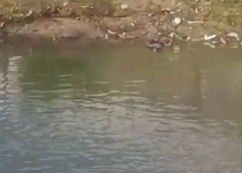 Esfaqueado durante perseguição, tentou fugir pelo igarapé, mas morreu. VÍDEO