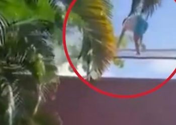 VÍDEO FORTE – Invadiu zoológico e leoa não perdoou