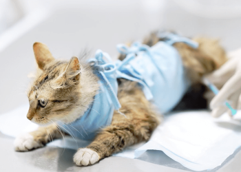 Inicia agendamento para castração gratuita nesta quarta (10)