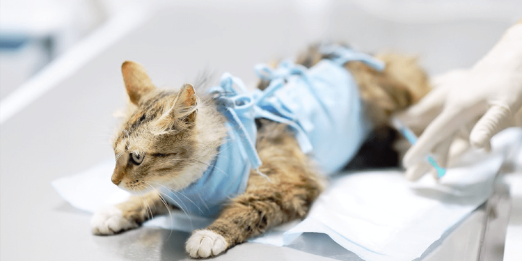 Inicia agendamento para castração gratuita nesta quarta (10)