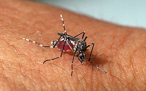 Alerta! Seis bairros estão em alto risco de Aedes Aegypti