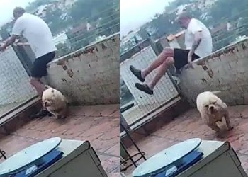 Vídeo mostra homem caindo de laje após ser ‘atropelado’ pelo seu cachorro