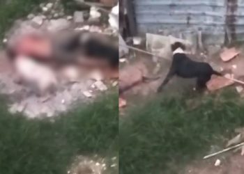 Vídeo forte mostra homem sendo atacado por dois pitbulls