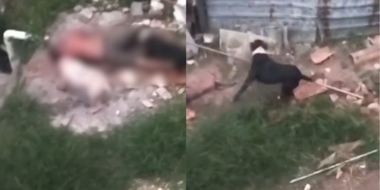 Vídeo forte mostra homem sendo atacado por dois pitbulls