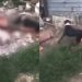 Vídeo forte mostra homem sendo atacado por dois pitbulls