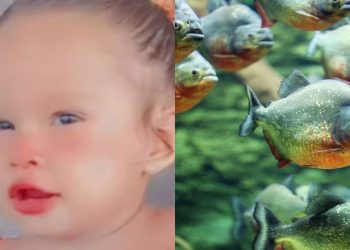 Criança de 2 anos morre após cair no rio e ser atacada por piranhas em Coari