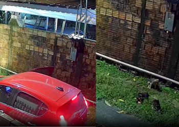 Câmera flagra carro abandonando três filhotes de cachorro na zona leste de Manaus
