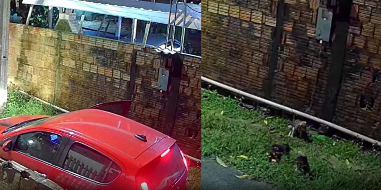 Câmera flagra carro abandonando três filhotes de cachorro na zona leste de Manaus