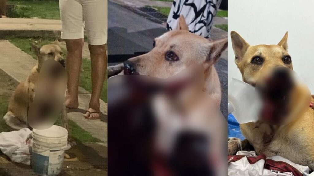 Cadela perde parte da boca após explosão de bomba catolé em Manaus