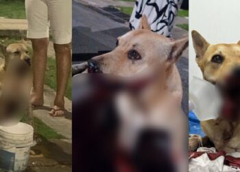 Cadela perde parte da boca após explosão de bomba catolé em Manaus