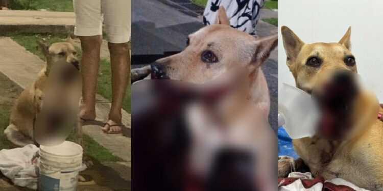 Cadela perde parte da boca após explosão de bomba catolé em Manaus