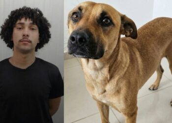 Mesmo após confissão, suspeito de z00fil1a é solto e polícia pede prisão à Justiça